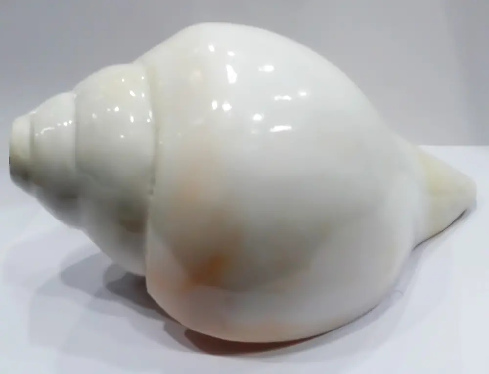 Large Blowing Conch Shell / Shankh 8\"+