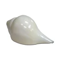 Large Blowing Conch Shell / Shankh 7.5\"+