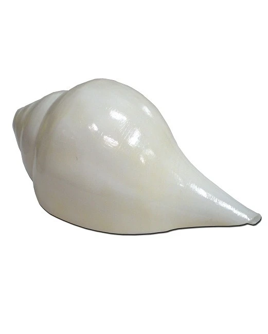 Large Blowing Conch Shell / Shankh 7.5\"+