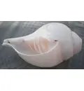 Blowing Conch Shell 6.5\"+