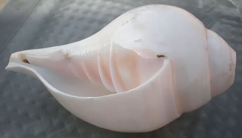 Blowing Conch Shell 6.5\"+