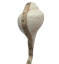 Large Blowing Conch Shell / Shankh 7.7\"+