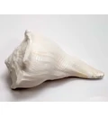 Lakshmi Shankh / Bathing Conch Shell 4.5\"