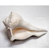 Lakshmi Shankh / Bathing Conch Shell 5.5"