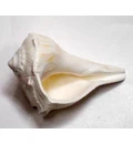 Lakshmi Bathing Conch Shell 3.5\"