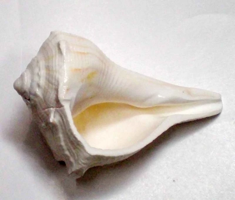 Lakshmi Bathing Conch Shell 3.5\"