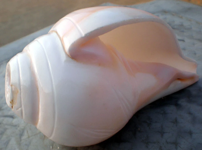 Blowing Conch Shell 5.5\"+